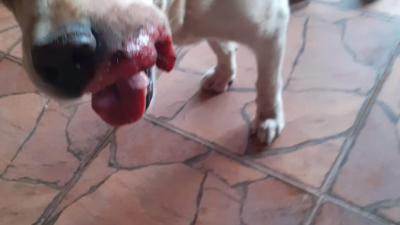 Ayudemos a Diki