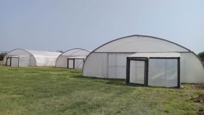 Desde Tres Isletas producen plantas de batatas libres de virus