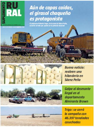 Aún de capas caídas, el girasol chaqueño es protagonista