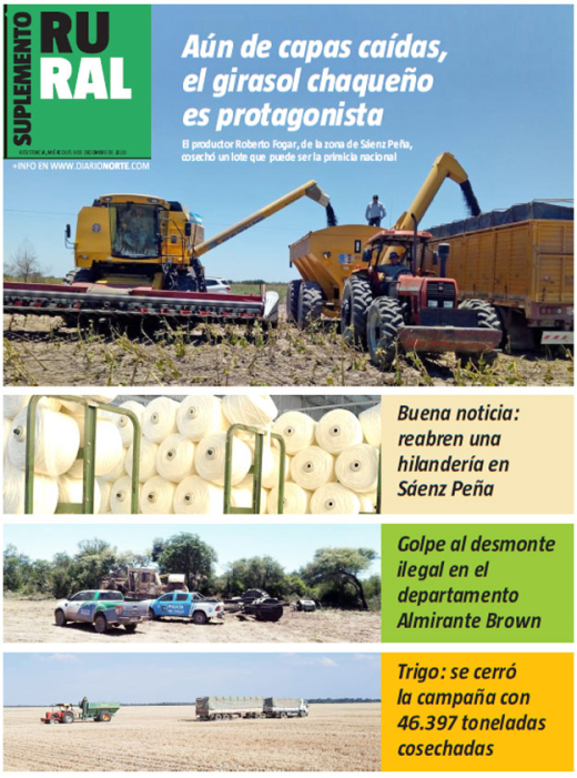 Aún de capas caídas, el girasol chaqueño es protagonista