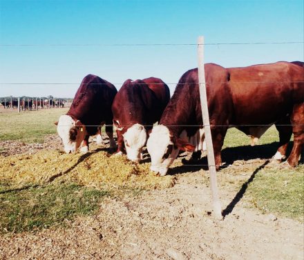 rural.jpg