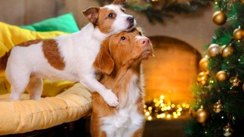 El problema de todas las fiestas: cómo evitar que las mascotas sufran por la pirotecnia