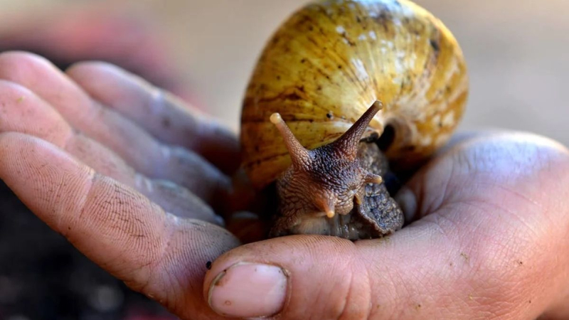 Aparecieron caracoles gigantes africanos en Misiones ?