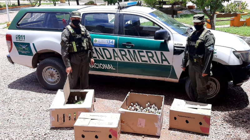 Rescatan más de 200 loros habladores que eran trasladados en el baúl de un automóvil