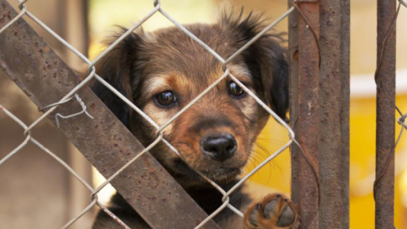 Cómo adoptar un cachorro de forma segura por internet
