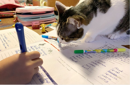 tarea.jpg