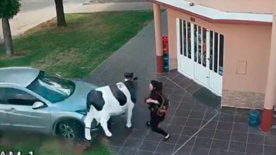 Se salvó por una vaca: casi la atropellan en la puerta de una carnicería