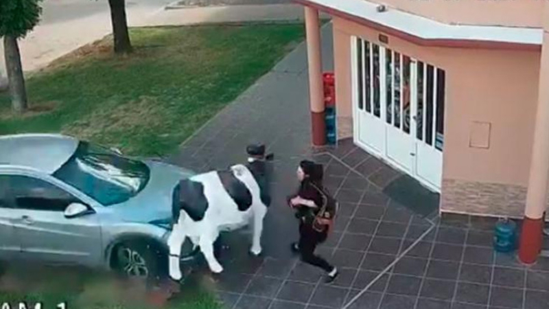 Se salvó por una vaca: casi la atropellan en la puerta de una carnicería