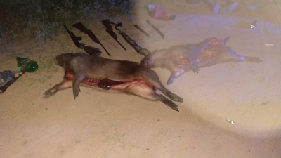 Los detienen con rifles "hechizos" y dos carpinchos faenados