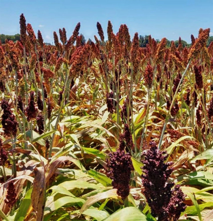 sorgo.jpg