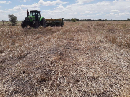 sorgo-para-picar.jpg