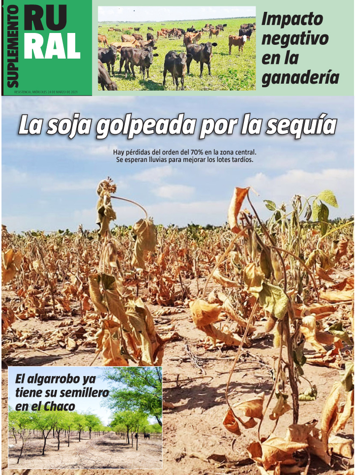 La soja golpeada por la sequía