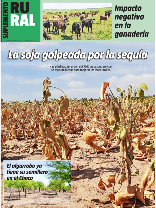La soja golpeada por la sequía