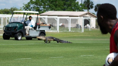 MLS: ¡Insólito! Apareció un cocodrilo en la práctica de Toronto FC ?