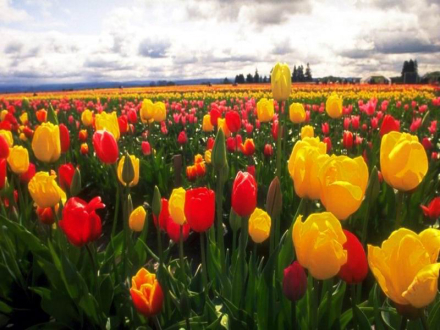 tulipanes.jpg