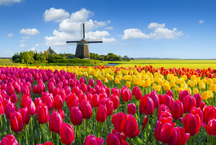 tulipanes01.jpg