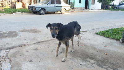 Una huella para Rufo
