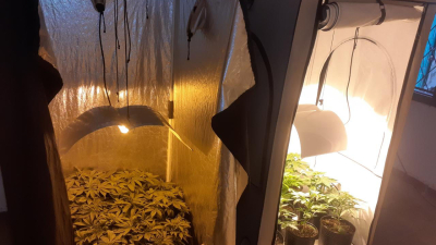 Un invernadero narco funcionaba en pleno centro de Resistencia
