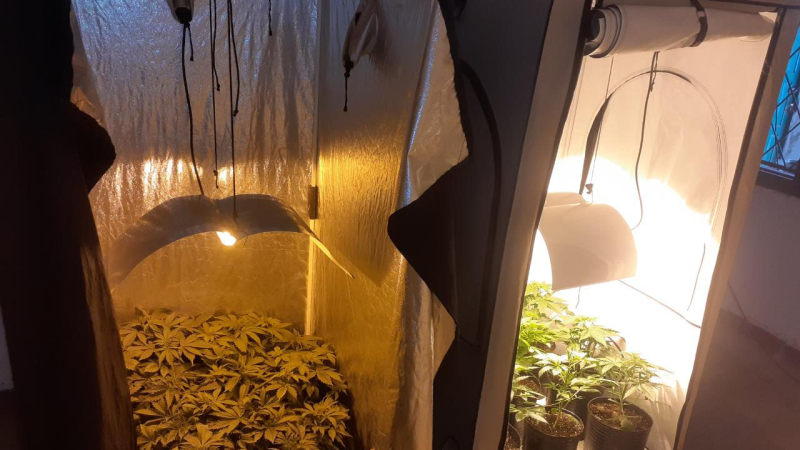 Un invernadero narco funcionaba en pleno centro de Resistencia