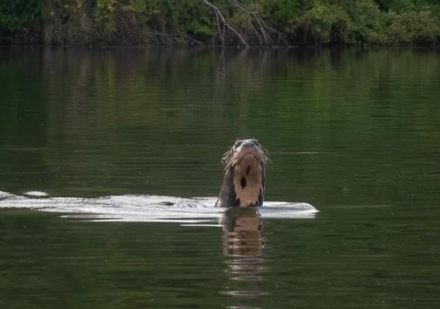 nutria.jpg