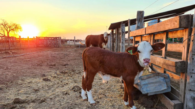 El campo se mantiene firme, y pide que lo dejen desarrollarse