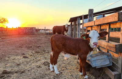 El campo se mantiene firme, y pide que lo dejen desarrollarse
