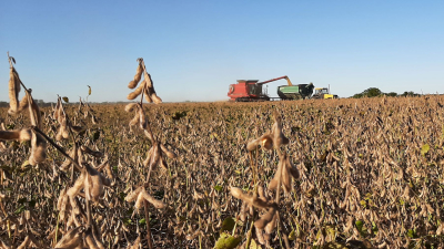 Estiman pérdidas totales de 15 mil hectáreas de soja