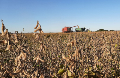 Estiman pérdidas totales de 15 mil hectáreas de soja