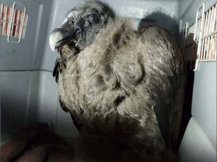 ines-condor-epuyen.jpg
