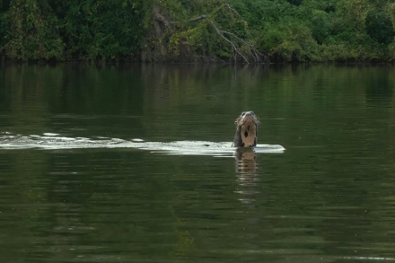 nutria.jpg