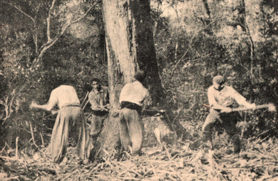 The Forestal en el territorio Indio; defensores y detractores