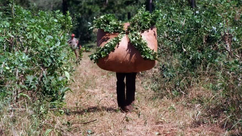 Por primera vez en 20 años habrá un límite para las nuevas plantaciones de yerba