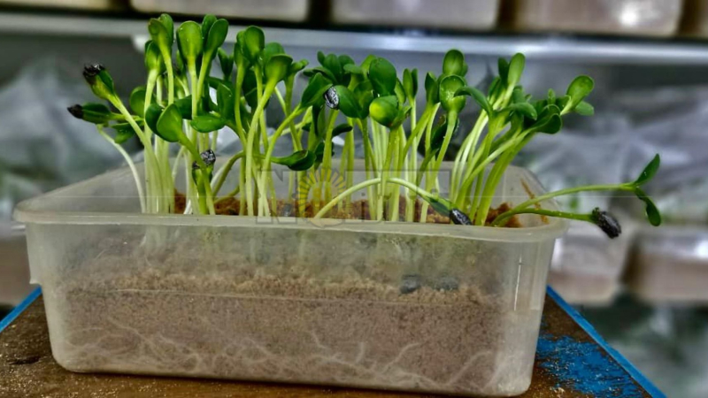 Girasol: mejora energía y poder germinativo en semillas respecto a campañas anteriores