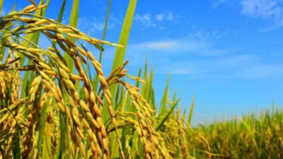 Mejoramiento de la competitividad en la producción de arroz