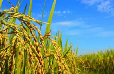 Mejoramiento de la competitividad en la producción de arroz