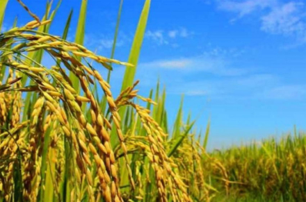 arroz.jpg