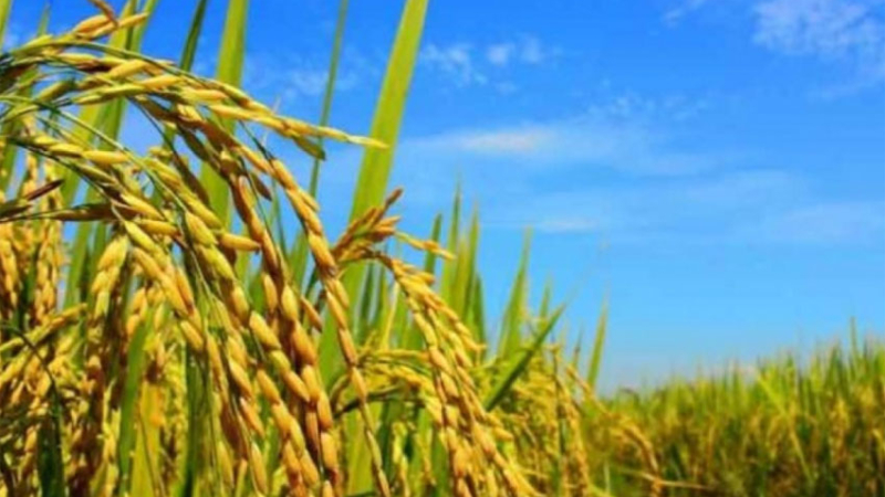 Mejoramiento de la competitividad en la producción de arroz
