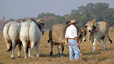 Lo mejor de Brangus, Braford y Brahman, de Caa Cupé para todo el país