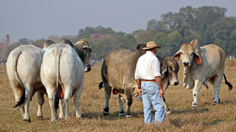 Lo mejor de Brangus, Braford y Brahman, de Caa Cupé para todo el país
