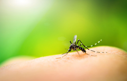 aedes02.jpg