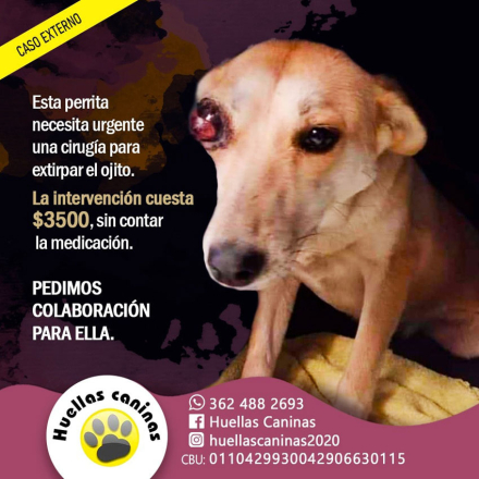 perrita2.jpg