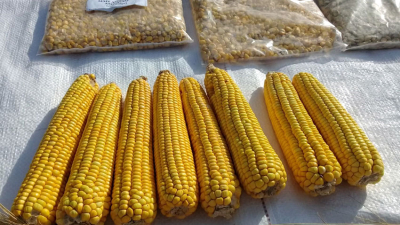 Avatí Sa'yju es el nuevo maíz amarillo obtenido por el INTA El Colorado