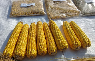 Avatí Sa'yju es el nuevo maíz amarillo obtenido por el INTA El Colorado