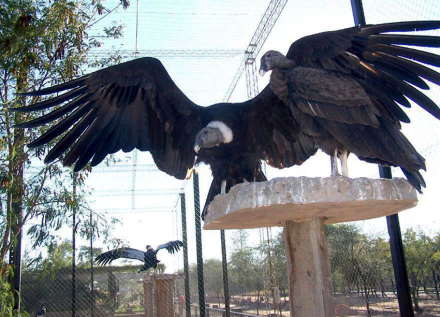 condor.jpg