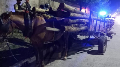 Pasan los años y el maltrato animal no cesa en Resistencia