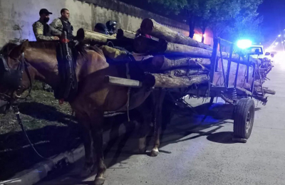 Pasan los años y el maltrato animal no cesa en Resistencia