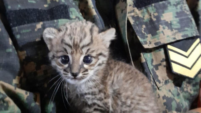 Rescataron una cría de gato montés en Pampa del infierno