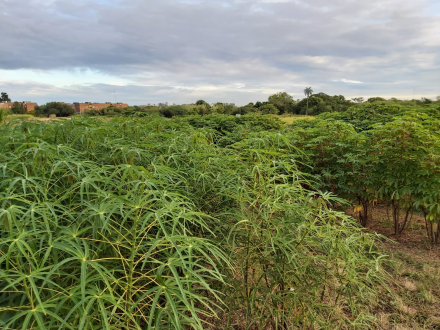 agronomia.jpg