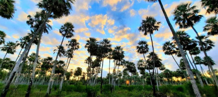 el-palmar.jpg