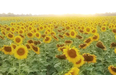 El Chaco fue otra vez primicia nacional de girasol